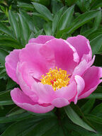 flor-peonia-lactiflora